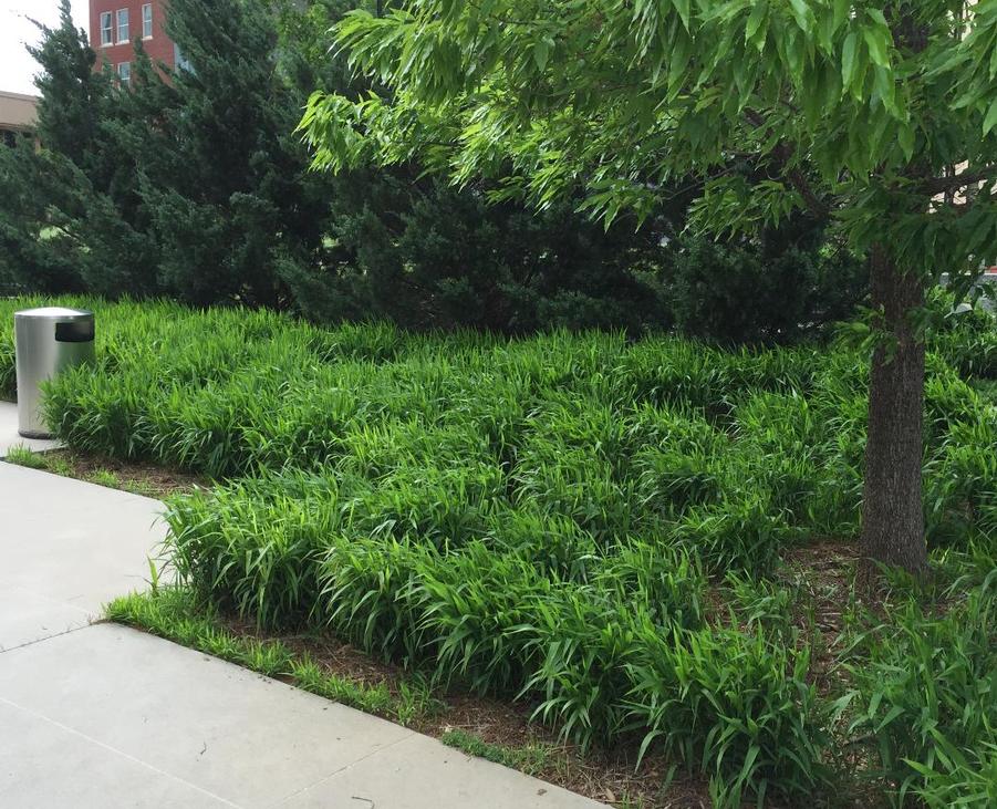 Expert Knowledge & Professional Planting Services