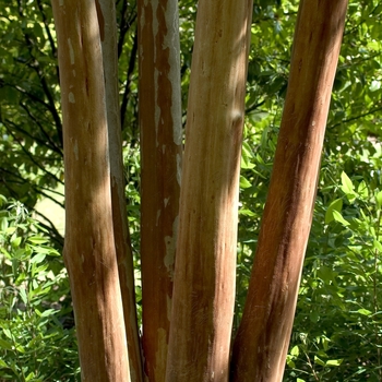Lagerstroemia fauriei - 'Fantasy' Crapemyrtle
