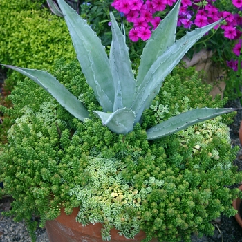 Agave - Century Plant
