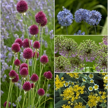 Allium - 'Multiple Varieties' Ornamental Onion