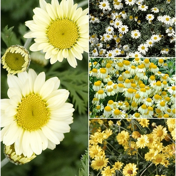 Anthemis - 'Multiple Varieties' Chamomile
