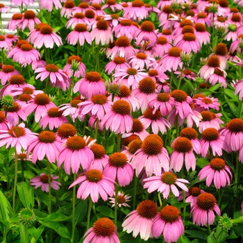 Echinacea - 'Crazy Pink&trade;' Coneflower