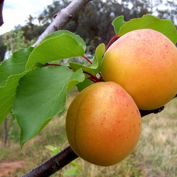 Prunus armeniaca - Apricot Trees