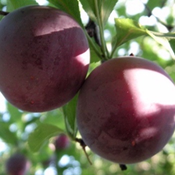 Prunus salicina - 'Santa Rosa' Plum