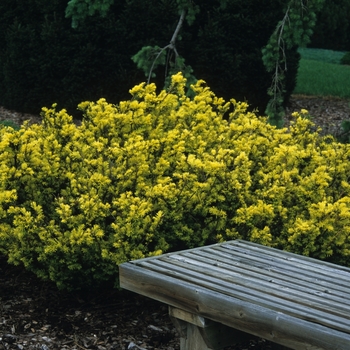 Taxus baccata - 'Repens Aurea' Spreading Yew