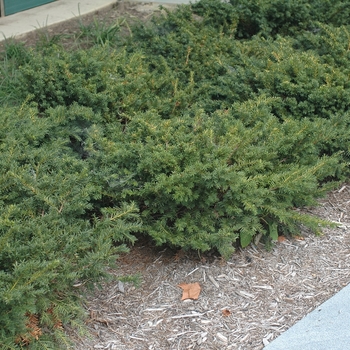 Taxus x media - 'Everlow' Spreading Yew