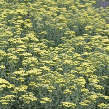 Achillea - 'Anthea&trade;' Yarrow