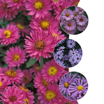 Aster novae-angliae - 'Multiple Varieties' New England Aster