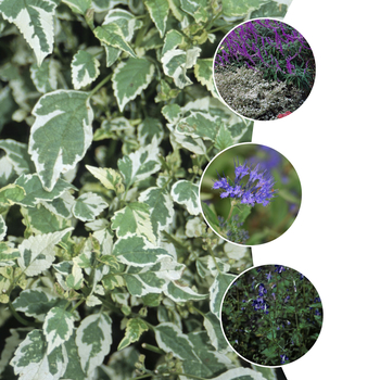 Caryopteris - Assorted Bluebeard
