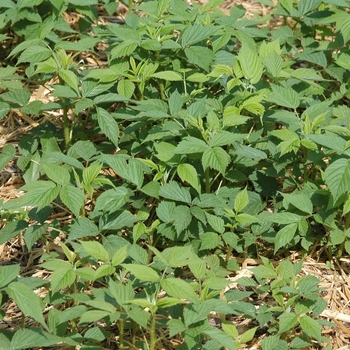 Rubus idaeus var. strigosus - 'Heritage' Raspberry