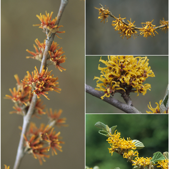 Hamamelis - 'Multiple Varieties' Witch Hazel