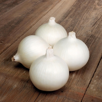 Allium - 'White Bermuda' Onion