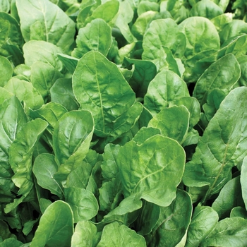 Arugula sativa - 'Adagio' Adagio Arugula