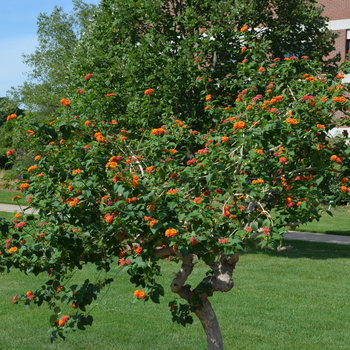 Lantana camara - 'Multiple Varieties' Assorted, Lantana