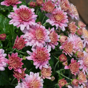 Chrysanthemum x morifolium - PURPLE Garden Mum