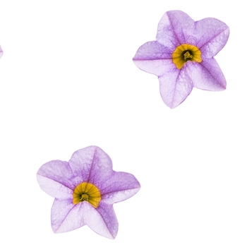 Calibrachoa - Superbells&reg; 'Miss Lilac'