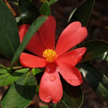 Camellia azalea - Camellia