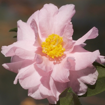 Camellia - 'Winter's Peony'