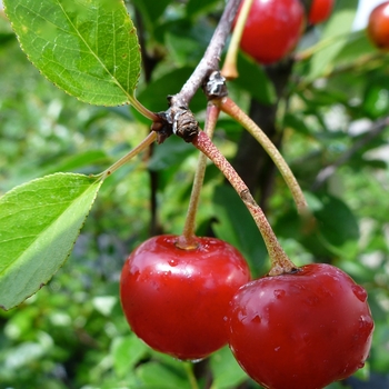 Prunus - 'Valentine' Cherry