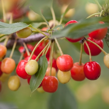 Prunus - 'Sweet Cherry Pie&trade;' Cherry