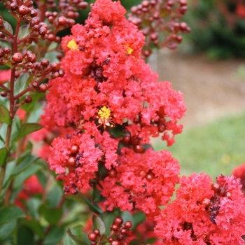Lagerstroemia - 'Ruffled Red Magic&trade;' Crapemyrtle