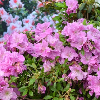 Rhododendron (Azalea) - Encore&reg; 'Autumn Lilac&reg;'