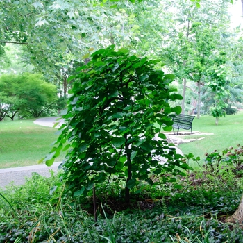 Cercis canadensis var. texensis - 'Traveller' Weeping Redbud