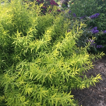 Spiraea - 'Multiple Varieties' Spirea