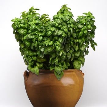 Ocimum basilicum - 'Everleaf Genovese' Basil