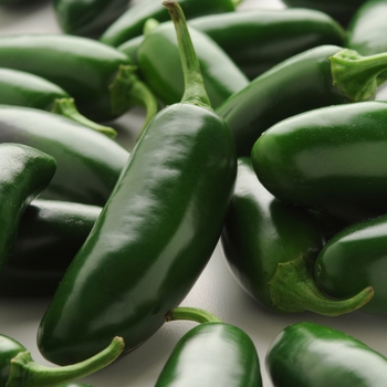Capsicum annuum - Assorted Pepper Plants