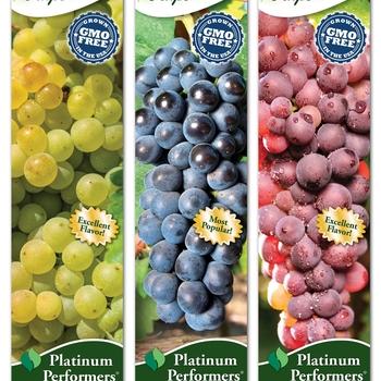 Vitis - 'Multiple Varieties' Grape