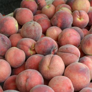 Prunus persica - White Peach