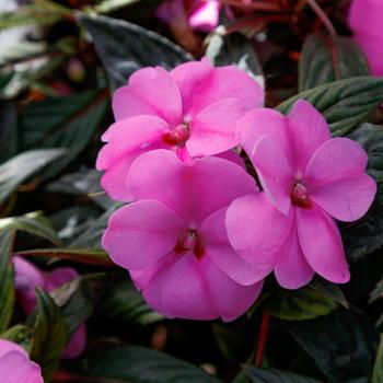 Impatiens - SunPatiens&reg; Lavender Splash