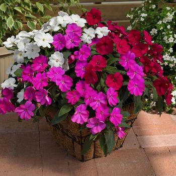Impatiens - SunPatiens&reg; Best Friends Mix