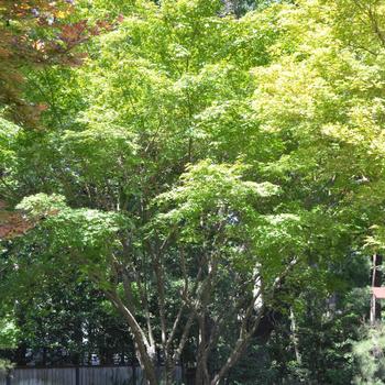 Acer palmatum - Japanese Maple