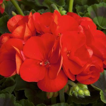 Pelargonium (Geranium) - Geraniums