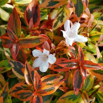 Abelia x grandiflora (Glossy Abelia) - 'Kaleidoscope'