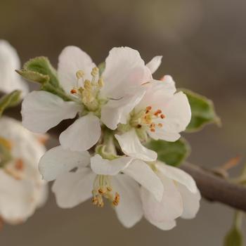 Malus domestica - 'Jonathan' Apple