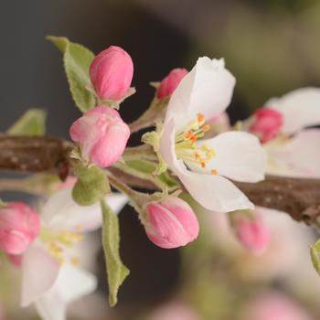 Malus domestica - 'Pink Lady&reg;' Apple