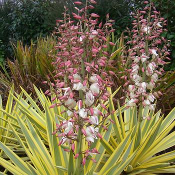 Yucca gloriosa - 'Bright Star' Spanish Dagger