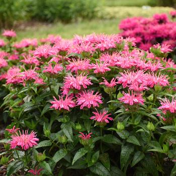 Monarda - 'Leading Lady Pink' Bee Balm