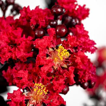 Lagerstroemia indica (Crapemyrtle) - Black Diamond&reg; 'Radiant Red&trade;'