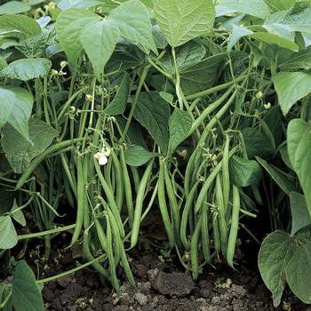 Assorted - Vegetables