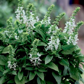 Ocimum basilicum - 'Floral Spires White' Basil