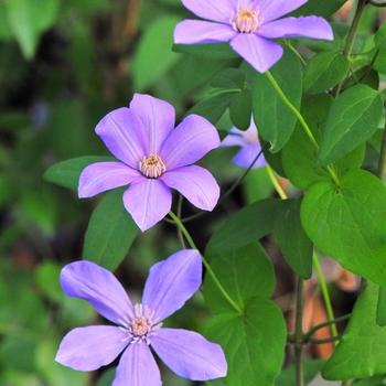 Clematis - Sugar-Sweet&trade; Lilac