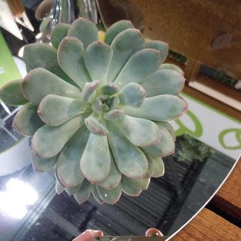 Echeveria - 'Morning Dew'