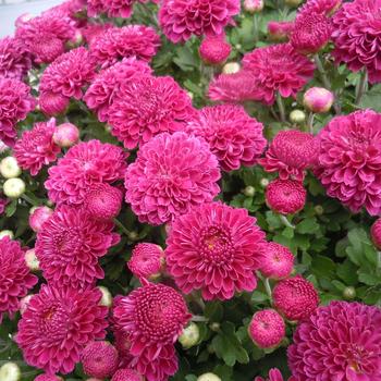 Chrysanthemum x morifolium - PINK Garden Mum