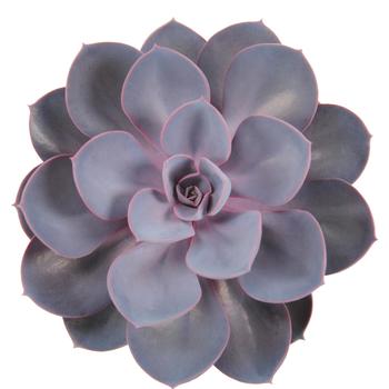  - Assorted Succulents