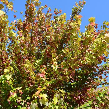 Acer x freemanii - 'Autumn Fantasy&reg;' Freeman Maple