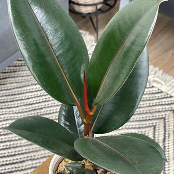 Ficus elastica - Chroma&reg; 'Burgundy' Rubber Tree